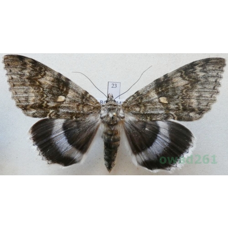 Catocala fraxini (Linnaeus, 1758) female Wstęgówka jesionka ex. ovo Czech 83mm23